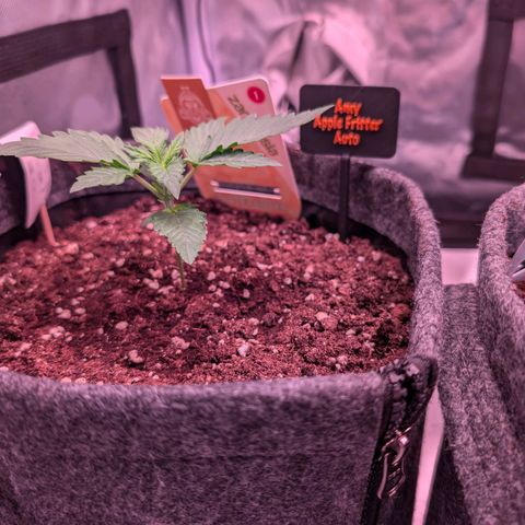 Amy  growlog timeline photo