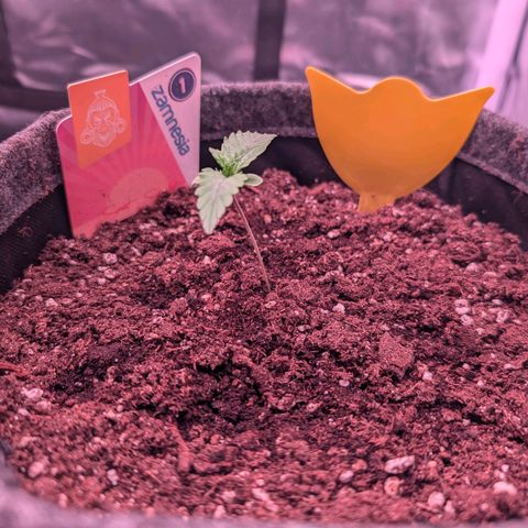 Sally growlog timeline photo