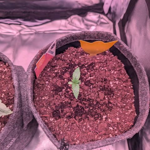 Sally growlog timeline photo
