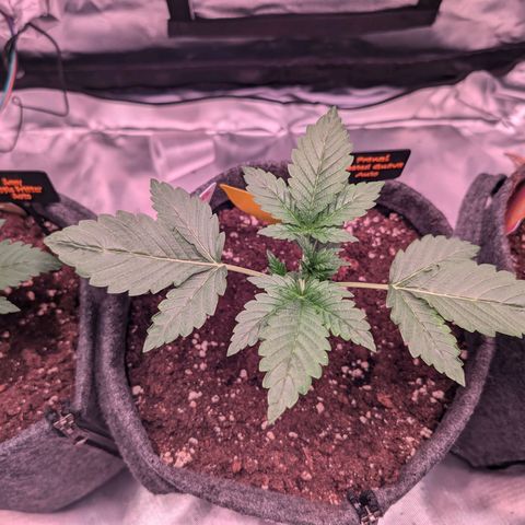 Franzi growlog timeline photo