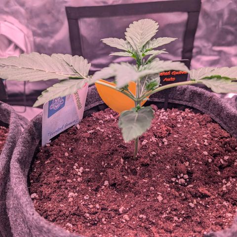 Franzi growlog timeline photo