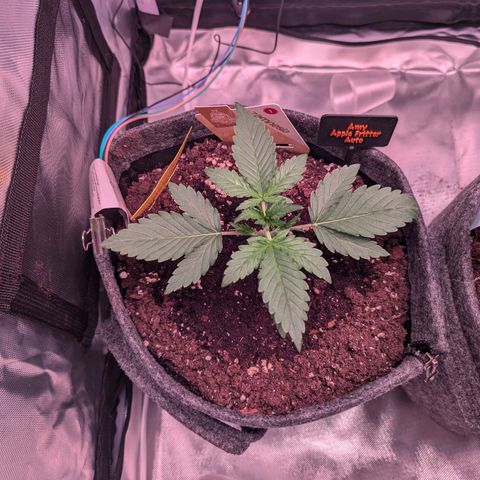 Amy  growlog timeline photo