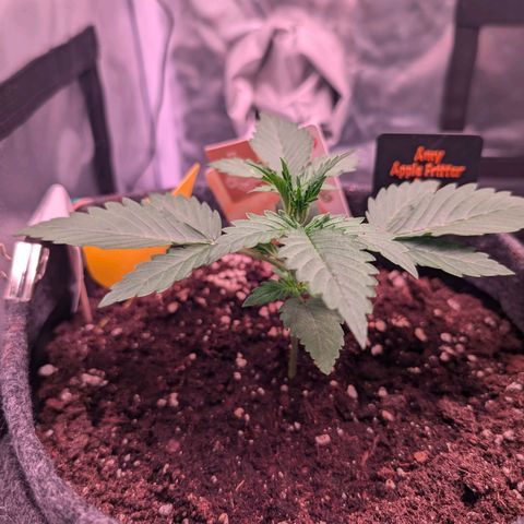 Amy  growlog timeline photo