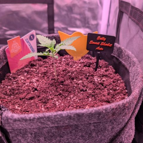 Sally growlog timeline photo