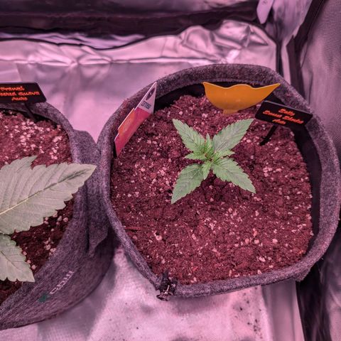 Sally growlog timeline photo