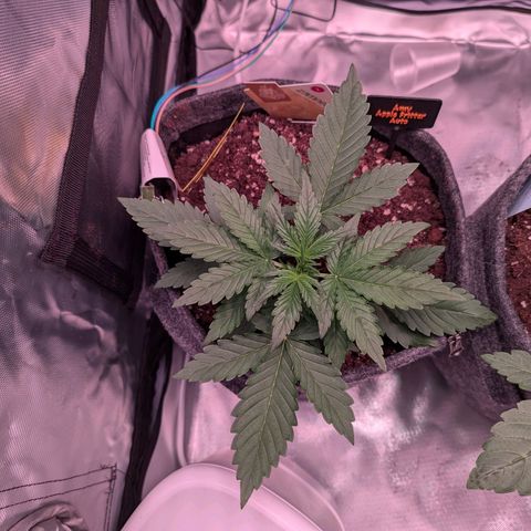 Amy  growlog timeline photo