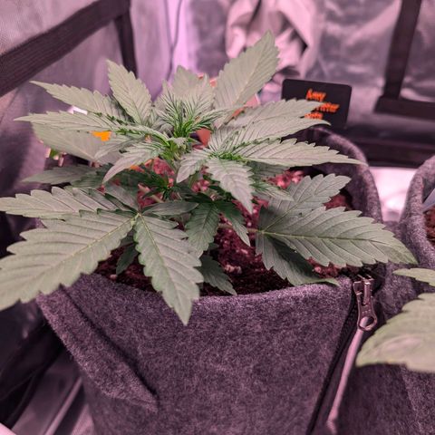 Amy  growlog timeline photo