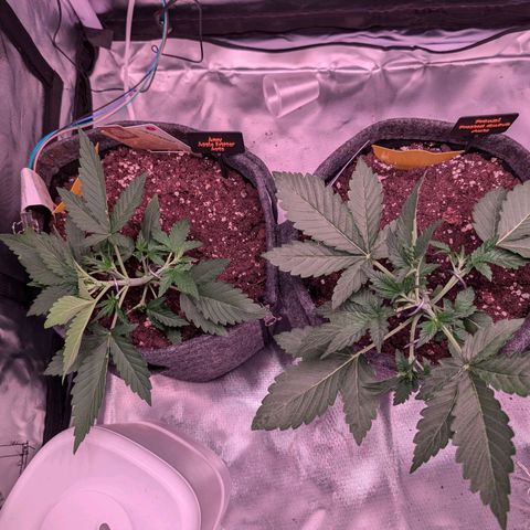 Franzi growlog timeline photo