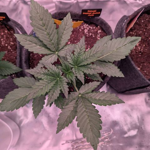 Franzi growlog timeline photo