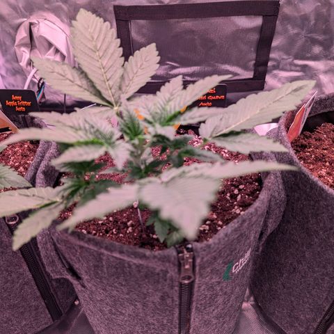 Franzi growlog timeline photo