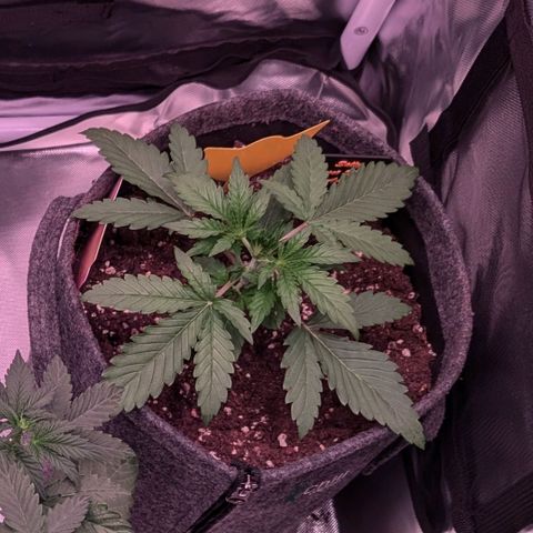 Sally growlog timeline photo