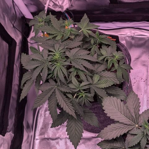 Amy  growlog timeline photo