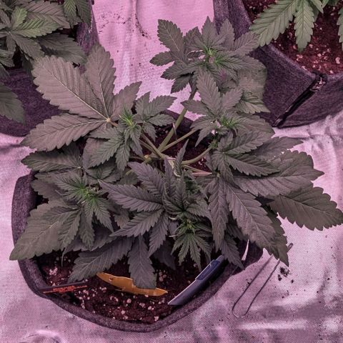 Franzi growlog timeline photo