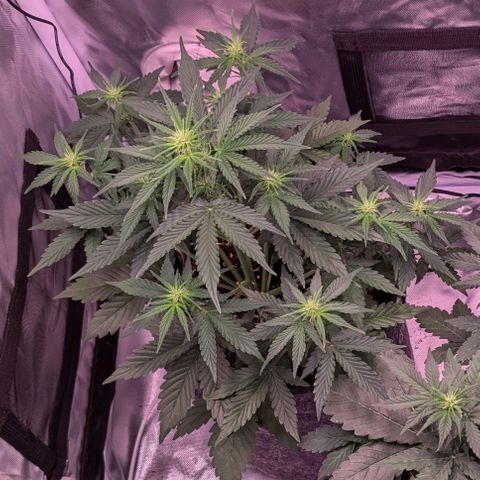 Amy  growlog timeline photo