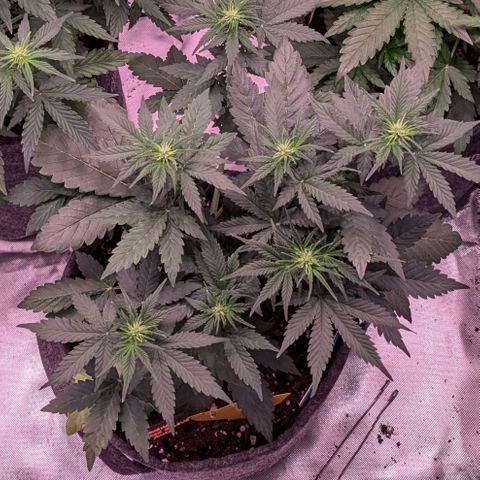 Franzi growlog timeline photo