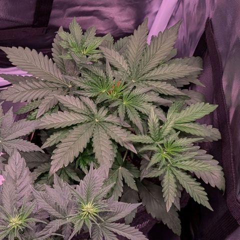 Sally growlog timeline photo