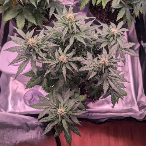 Franzi growlog timeline photo