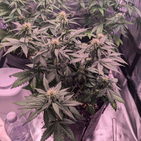 Franzi growlog timeline photo