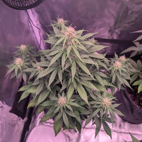 Amy  growlog timeline photo