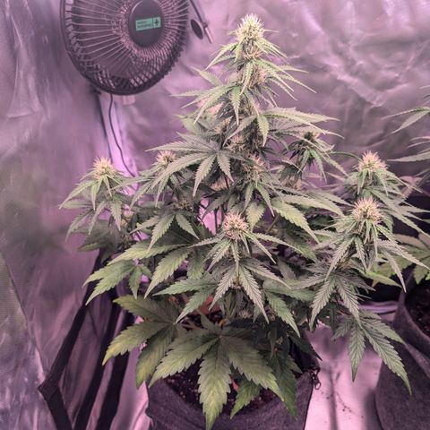 Amy  growlog timeline photo