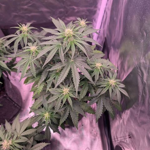 Sally growlog timeline photo