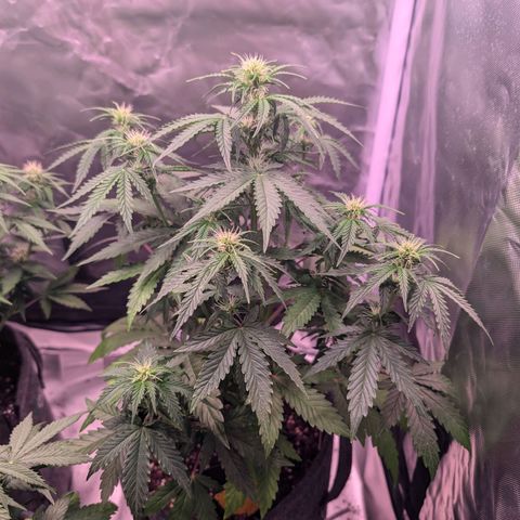 Sally growlog timeline photo