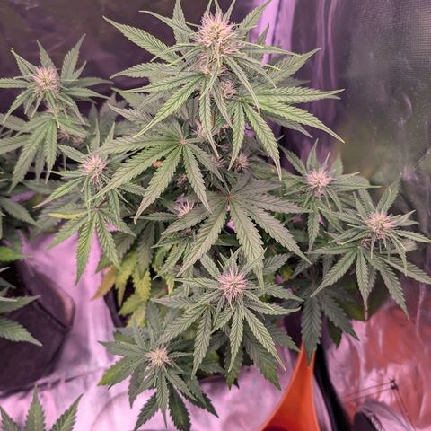Sally growlog timeline photo
