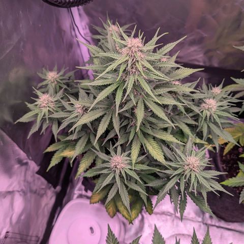 Amy  growlog timeline photo