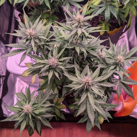 Franzi growlog timeline photo