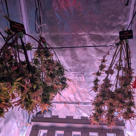 Sally growlog timeline photo