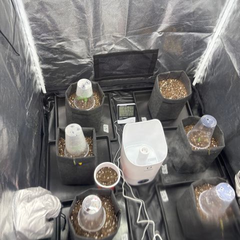 chronic #2 growlog timeline photo