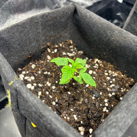 chronic #2 growlog timeline photo
