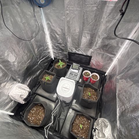 chronic #2 growlog timeline photo