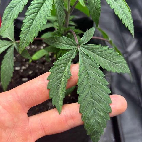 chronic #2 growlog timeline photo
