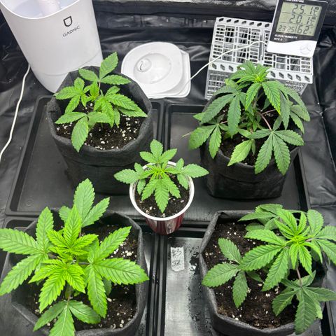 chronic #2 growlog timeline photo