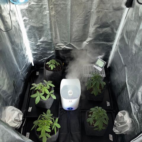 chronic #2 growlog timeline photo