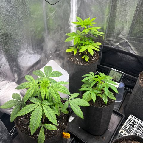 chronic #2 growlog timeline photo