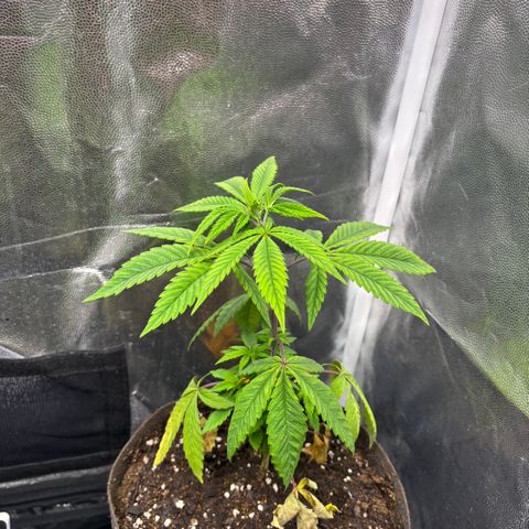 chronic #2 growlog timeline photo