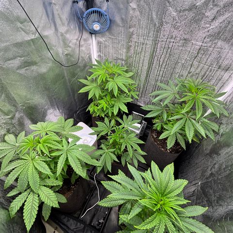 chronic #2 growlog timeline photo