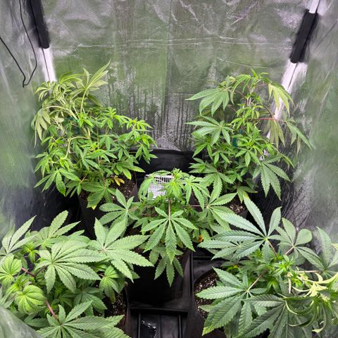 chronic #2 growlog timeline photo