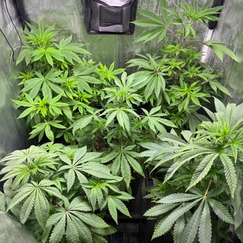 chronic #2 growlog timeline photo