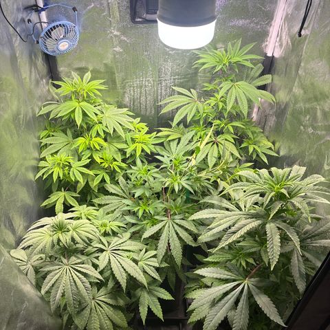 chronic #2 growlog timeline photo