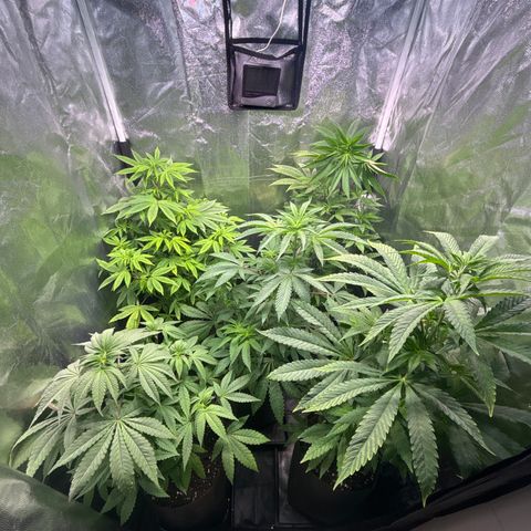 chronic #2 growlog timeline photo