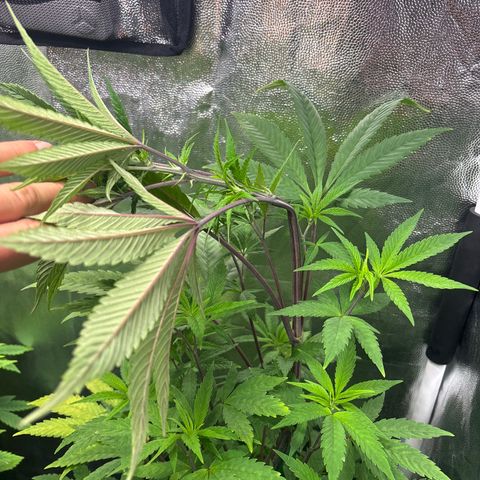 chronic #2 growlog timeline photo