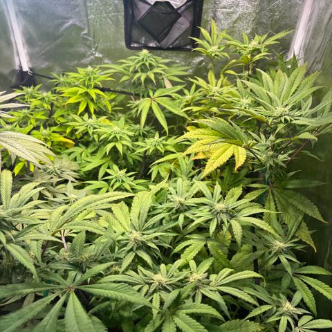 chronic #2 growlog timeline photo