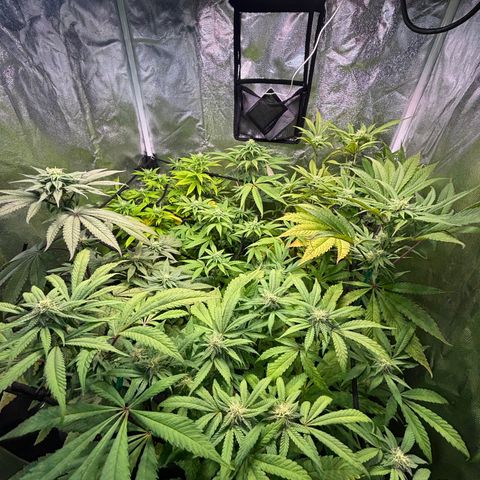 chronic #2 growlog timeline photo