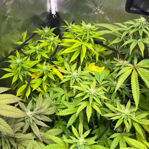 chronic #2 growlog timeline photo