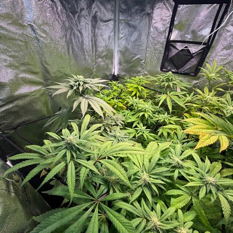 chronic #2 growlog timeline photo