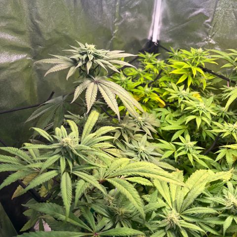 chronic #2 growlog timeline photo