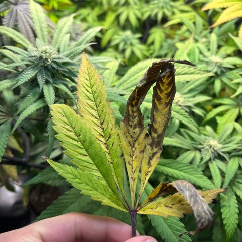 chronic #2 growlog timeline photo